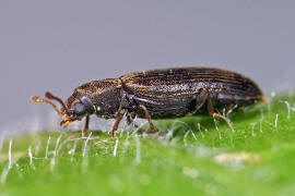 Lyctus cavicollis / Nordamerikanischer Grubenhalsiger Splintholzkfer / Splintholzkfer - Lyctidae