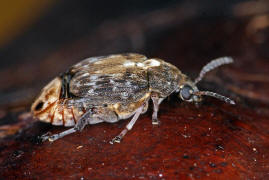 Megabruchidius dorsalis / Asiatischer Gleditschien Samenkfer / Samenkfer - Bruchidae