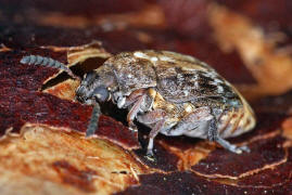 Megabruchidius dorsalis / Asiatischer Gleditschien Samenkfer / Samenkfer - Bruchidae