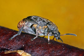 Megabruchidius dorsalis / Asiatischer Gleditschien Samenkfer / Samenkfer - Bruchidae