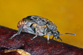 Megabruchidius dorsalis / Asiatischer Gleditschien Samenkfer / Samenkfer - Bruchidae