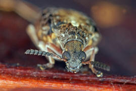 Megabruchidius dorsalis / Asiatischer Gleditschien Samenkfer / Samenkfer - Bruchidae