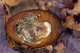 Megabruchidius dorsalis / Asiatischer Gleditschien Samenkfer (verlassene Samenkapsel) / Samenkfer - Bruchidae