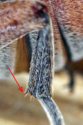 Megabruchidius dorsalis / Asiatischer Gleditschien Samenkfer (Endsporn der Hinterschiene) / Samenkfer - Bruchidae