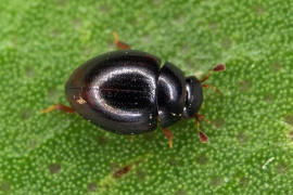 Megasternum obscurum (syn. Megasternum boletophagum) / Ohne deutschen Namen / Wasserfreunde - Hydrophilidae - Sphaeridiinae