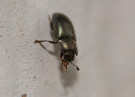 Meligethes aeneus / Rapsglanzkfer / Glanzkfer - Nitidulidae - Meligethinae