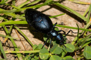 Meloe violaceus / Violetter lkfer / Blauer Maiwurm / lkfer - Meloidae