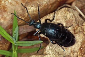 Meloe violaceus / Violetter lkfer / Blauer Maiwurm / lkfer - Meloidae