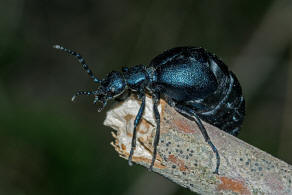 Meloe violaceus / Violetter lkfer / Blauer Maiwurm / lkfer - Meloidae