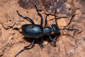 Meloe violaceus / Violetter lkfer / Blauer Maiwurm / lkfer - Meloidae