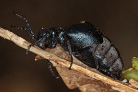 Meloe violaceus / Violetter lkfer / Blauer Maiwurm / lkfer - Meloidae