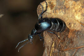 Meloe violaceus / Violetter lkfer / Blauer Maiwurm / lkfer - Meloidae