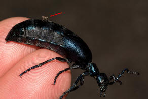 Meloe violaceus / Violetter lkfer / Blauer Maiwurm / lkfer - Meloidae