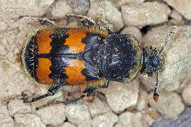 Necrophorus vespillo / Gemeiner Totengrber / Aaskfer - Silphidae - Nicrophorinae