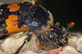 Necrophorus vespillo / Gemeiner Totengrber / Aaskfer - Silphidae - Nicrophorinae