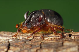 Odonteus armiger / Gehrnter Mistkfer / Mistkfer - Geotrupidae