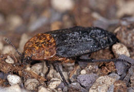 Oiceoptoma thoracicum / Rothalsige Silphe / Aaskfer - Silphidae