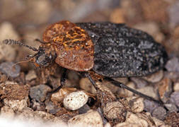 Oiceoptoma thoracicum / Rothalsige Silphe / Aaskfer - Silphidae