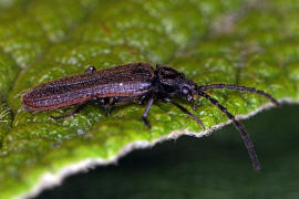 Omalisus fontisbellaquaei / Ohne deutschen Namen / Breithalsfliegenkfer - Omalisidae