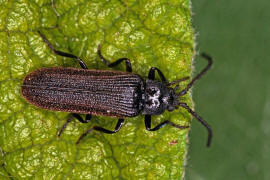 Omalisus fontisbellaquaei / Ohne deutschen Namen / Breithalsfliegenkfer - Omalisidae