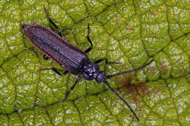 Omalisus fontisbellaquaei / Ohne deutschen Namen / Breithalsfliegenkfer - Omalisidae