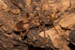 Opilo mollis / Schner Buntkfer / Buntkfer - Cleridae