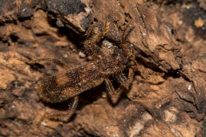 Opilo mollis / Schner Buntkfer / Buntkfer - Cleridae