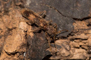 Opilo mollis / Schner Buntkfer / Buntkfer - Cleridae