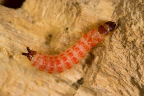 Opilo mollis / Schner Buntkfer (Larve) / Buntkfer - Cleridae