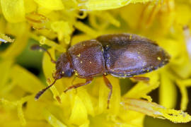 Pria dulcamarae / Ohne deutschen Namen / Glanzkfer - Nitidulidae