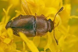 Pria dulcamarae / Ohne deutschen Namen / Glanzkfer - Nitidulidae