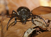 Prionus coriarius / Sgebock / Bockkfer - Cerambycidae - Prioninae