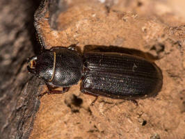 Tenebroides fuscus (Goeze, 1777) / Jagdkfer - Trogossitidae