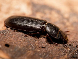 Tenebroides fuscus (Goeze, 1777) / Jagdkfer - Trogossitidae