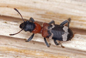 Thanasimus formicarius / Gemeiner Ameisenbuntkfer / Buntkfer - Cleridae