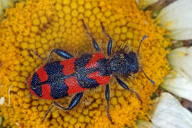 Trichodes alvearius / Zottiger Bienenkfer / Buntkfer - Cleridae - Clerinae