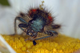 Trichodes alvearius / Zottiger Bienenkfer / Buntkfer - Cleridae - Clerinae