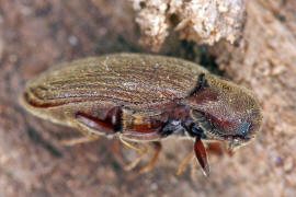 Trixagus dermestoides / Ohne deutschen Namen / Spaltaugenkfer / Hpfkfer - Throscidae