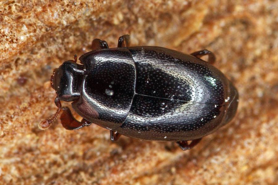 Paromalus flavicornis / Ohne deutschen Namen / Stutzkäfer Histeridae