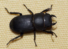 Dorcus parallelipipedus / Balkenschrter / Schrter - Lucanidae - Dorcinae