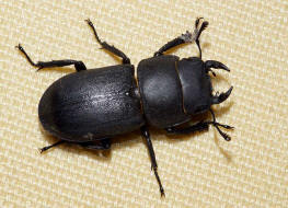 Dorcus parallelipipedus / Balkenschrter / Schrter - Lucanidae - Dorcinae