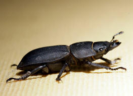 Dorcus parallelipipedus / Balkenschrter / Schrter - Lucanidae - Dorcinae