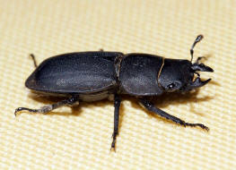 Dorcus parallelipipedus / Balkenschrter / Schrter - Lucanidae - Dorcinae