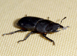 Dorcus parallelipipedus / Balkenschrter / Schrter - Lucanidae - Dorcinae