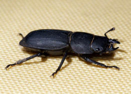 Dorcus parallelipipedus / Balkenschrter / Schrter - Lucanidae - Dorcinae