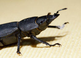 Dorcus parallelipipedus / Balkenschrter / Schrter - Lucanidae - Dorcinae