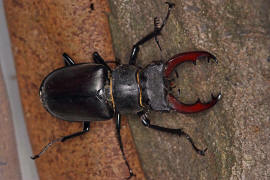 Lucanus cervus / Hirschkfer / Schrter - Lucanidae