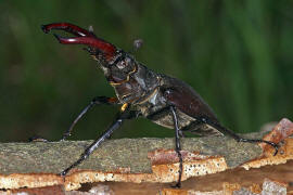 Lucanus cervus / Hirschkfer / Schrter - Lucanidae