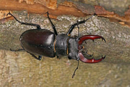 Lucanus cervus / Hirschkfer / Schrter - Lucanidae