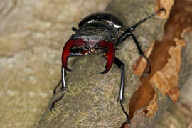 Lucanus cervus / Hirschkfer / Schrter - Lucanidae